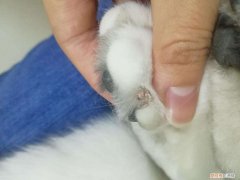 猫指甲整个掉了能自愈吗，猫指甲整个掉了能自愈吗几天能好