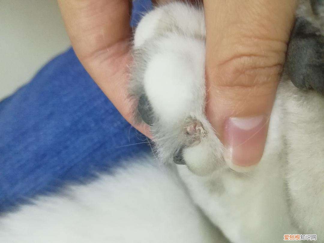 猫指甲整个掉了能自愈吗，猫指甲整个掉了能自愈吗几天能好