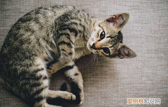 猫指甲整个掉了能自愈吗，猫指甲整个掉了能自愈吗几天能好