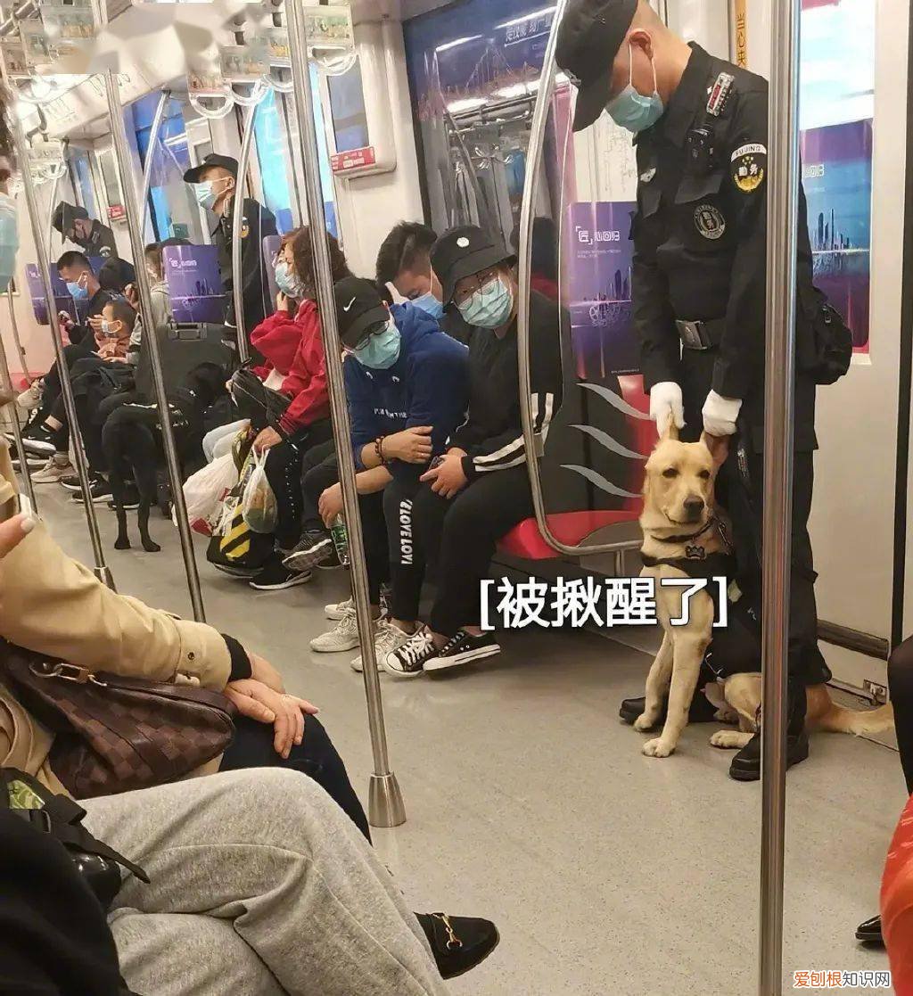 致敬那些默默守护人类的狗战士！，狗的赞美感动亿万人