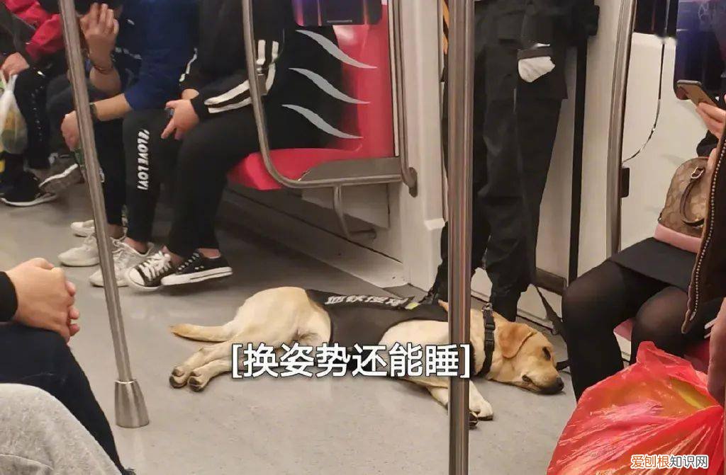 致敬那些默默守护人类的狗战士！，狗的赞美感动亿万人