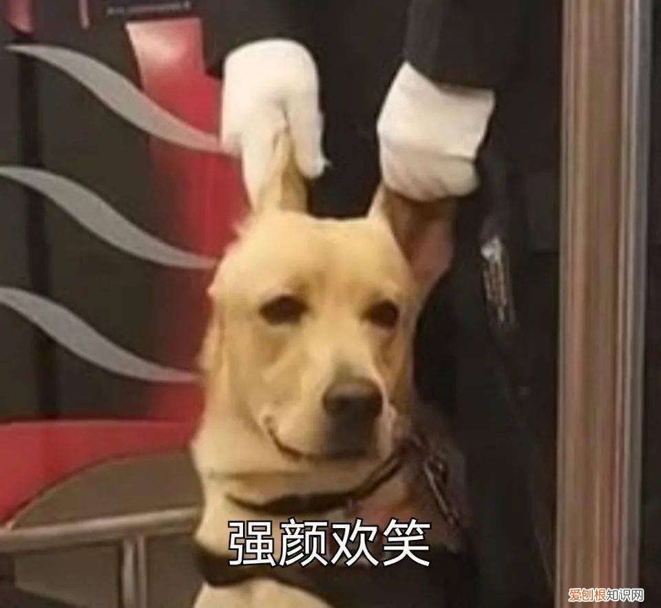 致敬那些默默守护人类的狗战士！，狗的赞美感动亿万人