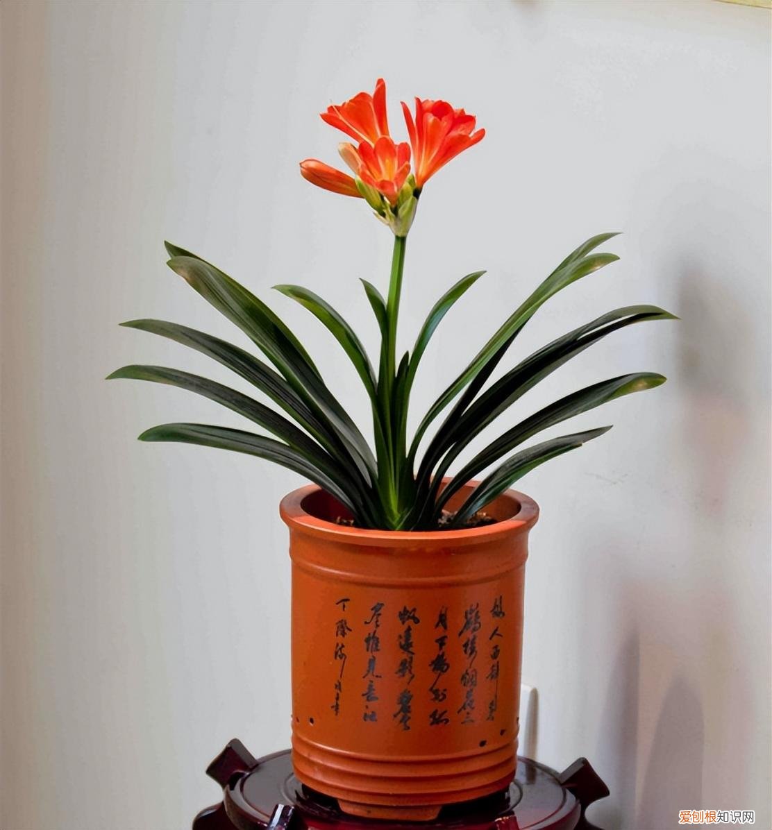 什么样的人养花养的好，人养花3年，花养人一生！5种养人花，好看好养，还吸废气