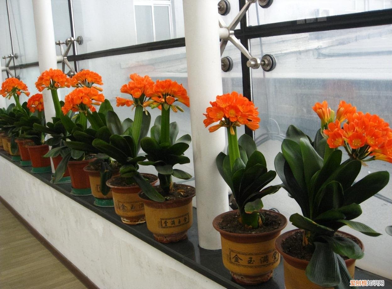 什么样的人养花养的好，人养花3年，花养人一生！5种养人花，好看好养，还吸废气