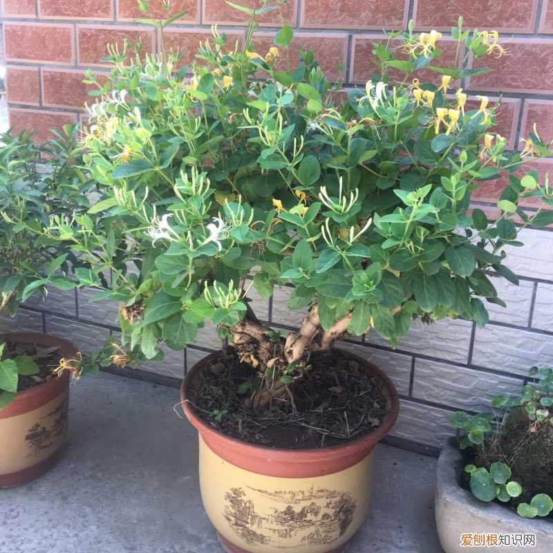 什么样的人养花养的好，人养花3年，花养人一生！5种养人花，好看好养，还吸废气