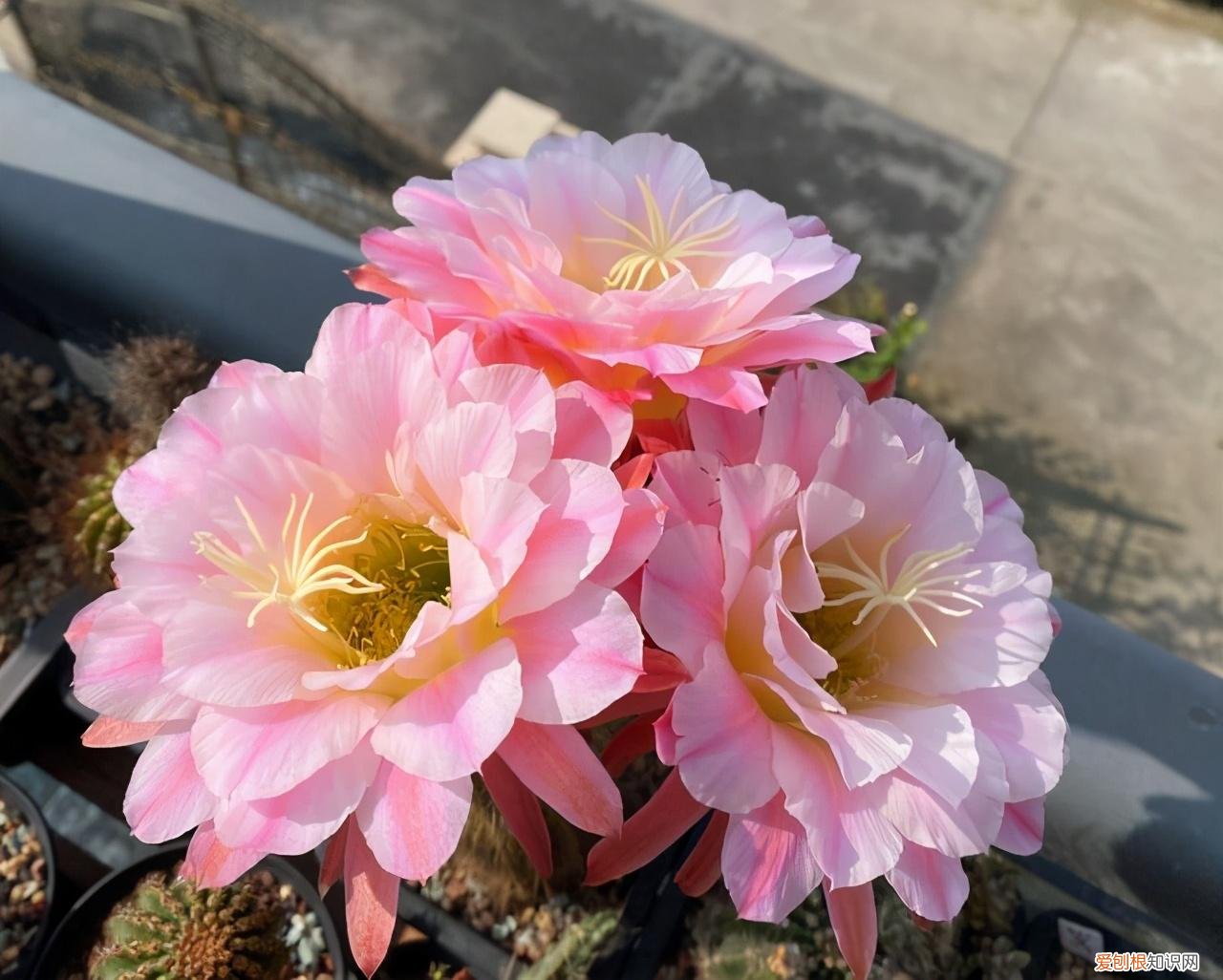 什么花最好养不容易死，6种花太好养，堪称“不死花”，新芽“爆满缸”，客厅一放太漂亮