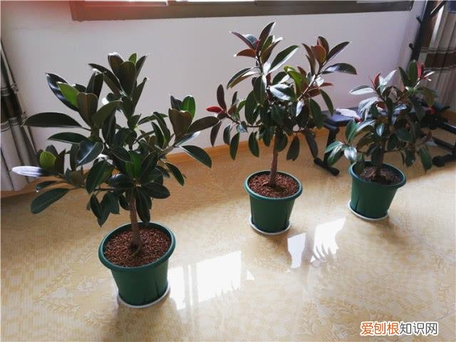 什么花最好养不容易死，6种花太好养，堪称“不死花”，新芽“爆满缸”，客厅一放太漂亮