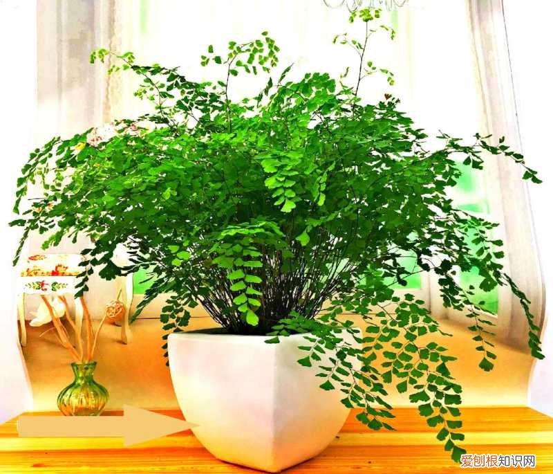 什么花最好养不容易死，6种花太好养，堪称“不死花”，新芽“爆满缸”，客厅一放太漂亮