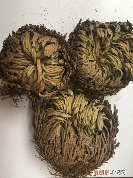 什么花最好养不容易死，6种花太好养，堪称“不死花”，新芽“爆满缸”，客厅一放太漂亮