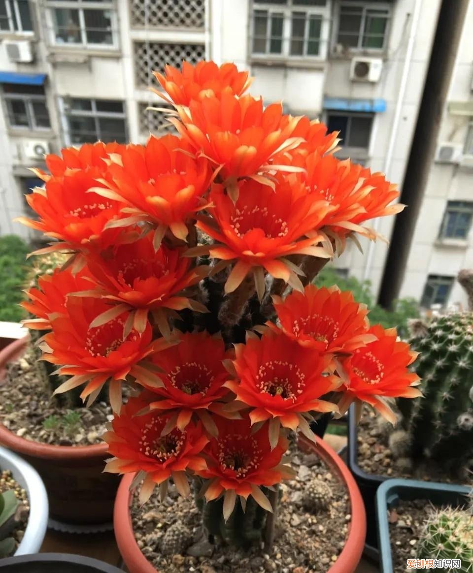 什么花最好养不容易死，6种花太好养，堪称“不死花”，新芽“爆满缸”，客厅一放太漂亮