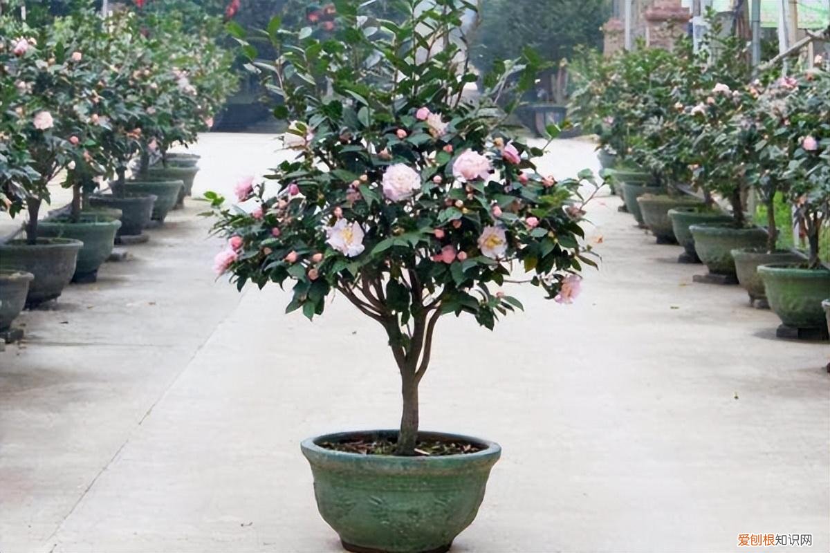 盆栽茶花如何养护呢?知道这些方法,茶花怎么养?园艺师教你,茶花的全面养护技巧,新手也能学会
