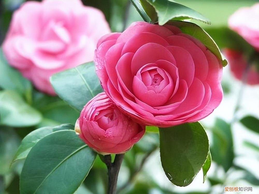 盆栽茶花如何养护呢?知道这些方法,茶花怎么养?园艺师教你,茶花的全面养护技巧,新手也能学会