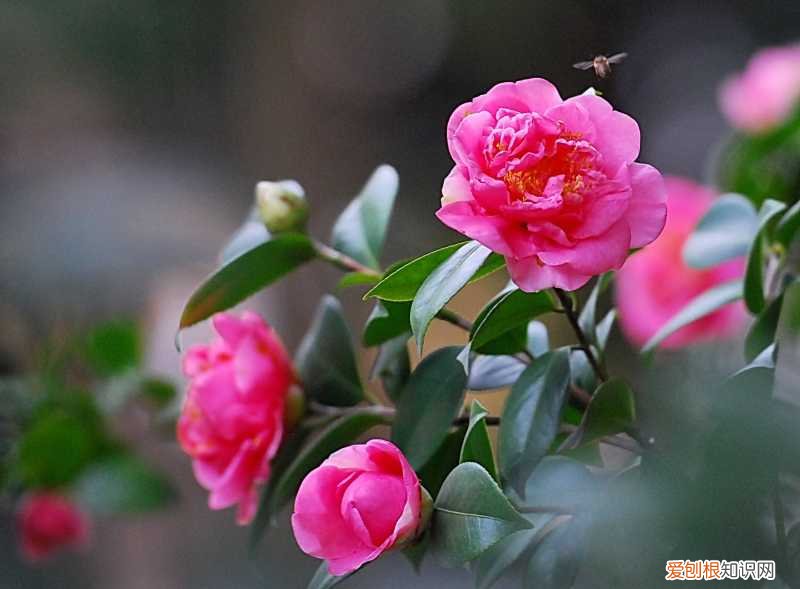 盆栽茶花如何养护呢?知道这些方法,茶花怎么养?园艺师教你,茶花的全面养护技巧,新手也能学会