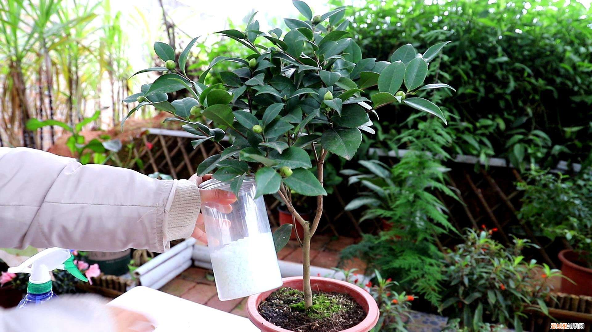 盆栽茶花如何养护呢?知道这些方法,茶花怎么养?园艺师教你,茶花的全面养护技巧,新手也能学会