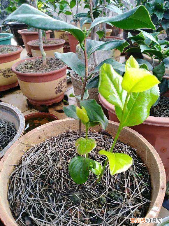 盆栽茶花如何养护呢?知道这些方法,茶花怎么养?园艺师教你,茶花的全面养护技巧,新手也能学会