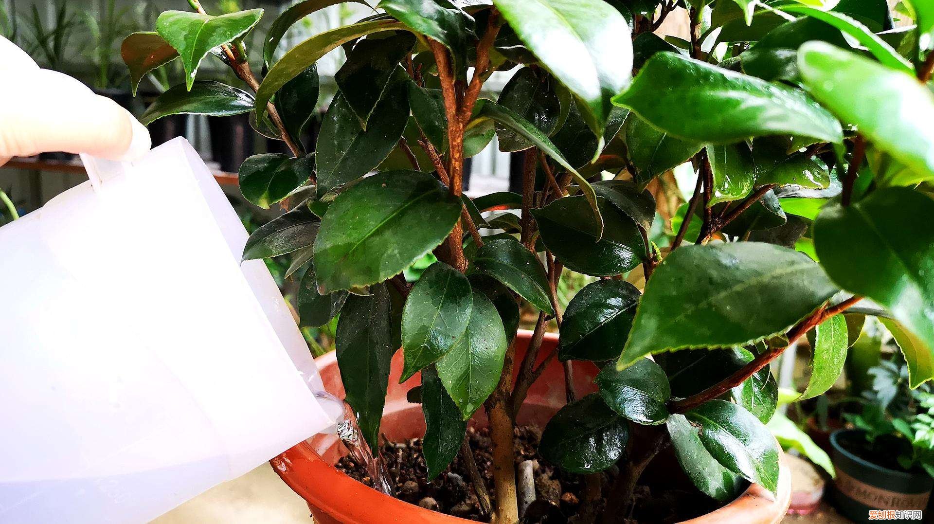 盆栽茶花如何养护呢?知道这些方法,茶花怎么养?园艺师教你,茶花的全面养护技巧,新手也能学会
