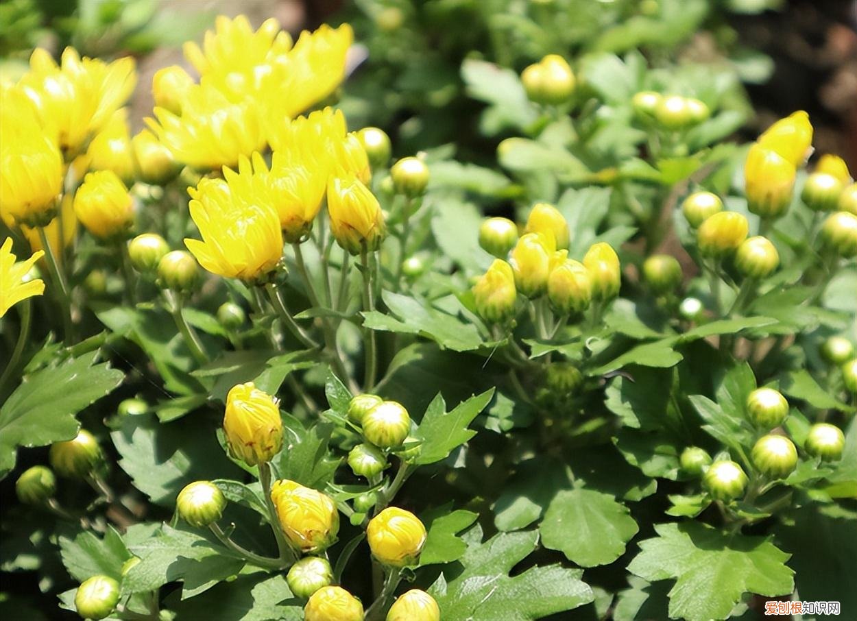 四季菊花的养殖方法视频,四季菊花有很多,这5种比较常见,养殖简单又好看