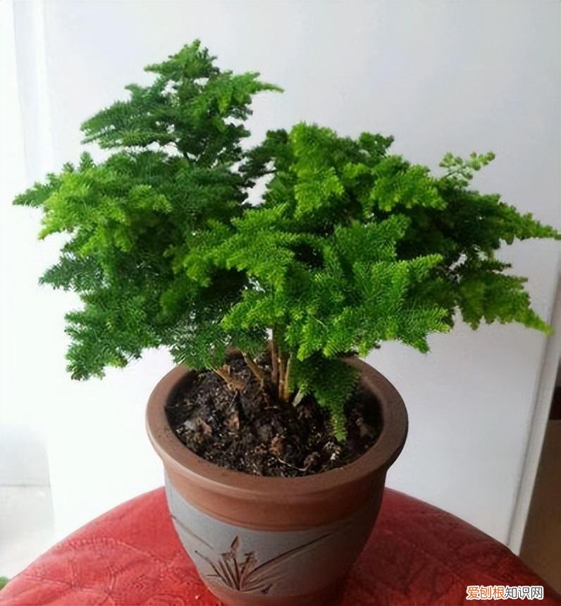 养花 花盆,7种“便宜花”,换个好花盆,立马变成“小盆景”,又美又值钱