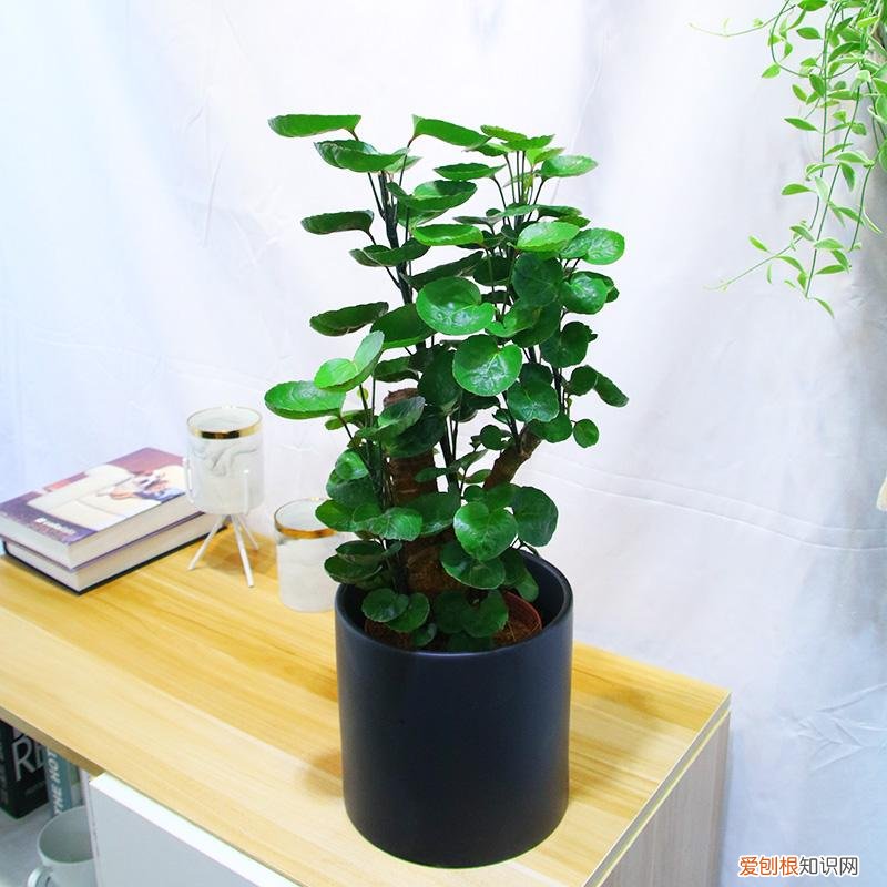养花 花盆,7种“便宜花”,换个好花盆,立马变成“小盆景”,又美又值钱