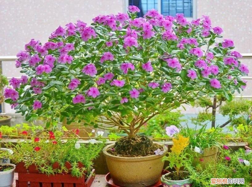 养花 花盆,7种“便宜花”,换个好花盆,立马变成“小盆景”,又美又值钱