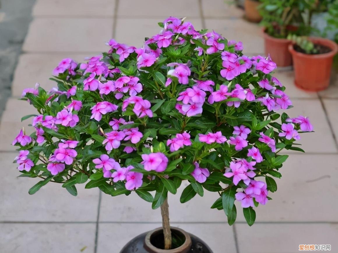 养花 花盆,7种“便宜花”,换个好花盆,立马变成“小盆景”,又美又值钱