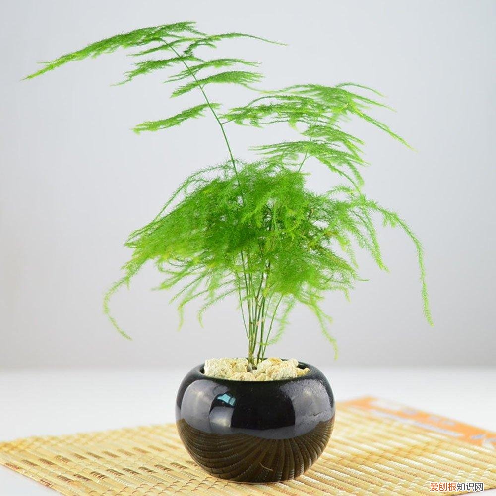 养花 花盆,7种“便宜花”,换个好花盆,立马变成“小盆景”,又美又值钱