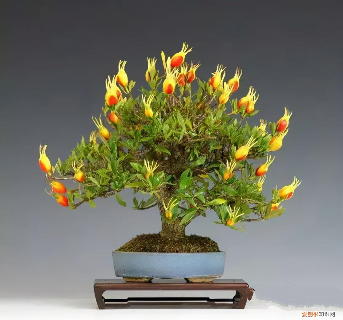 养花 花盆,7种“便宜花”,换个好花盆,立马变成“小盆景”,又美又值钱