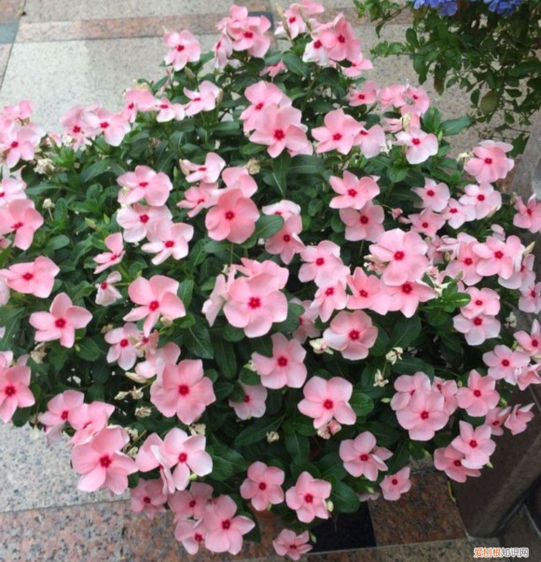 养花 花盆,7种“便宜花”,换个好花盆,立马变成“小盆景”,又美又值钱