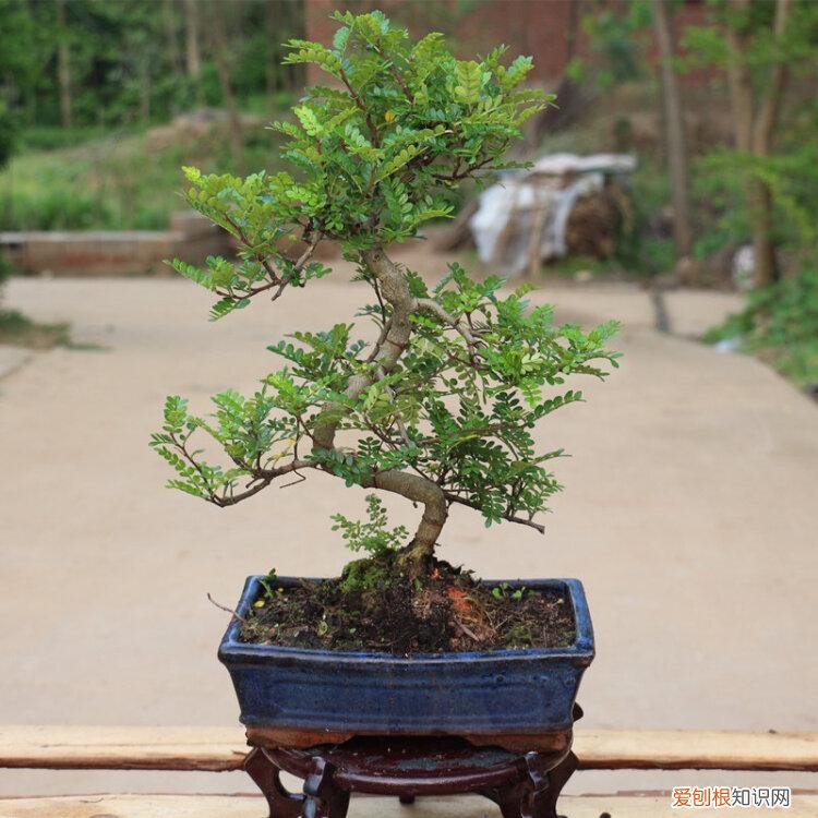 养花 花盆,7种“便宜花”,换个好花盆,立马变成“小盆景”,又美又值钱