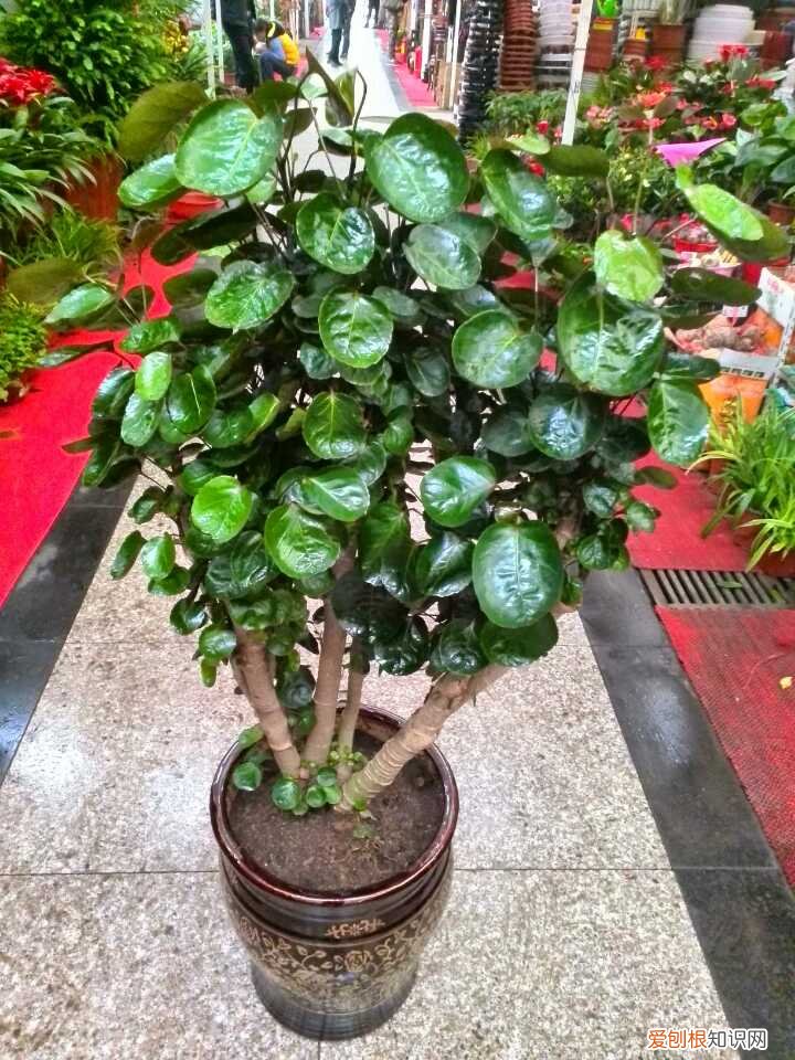 养花 花盆,7种“便宜花”,换个好花盆,立马变成“小盆景”,又美又值钱