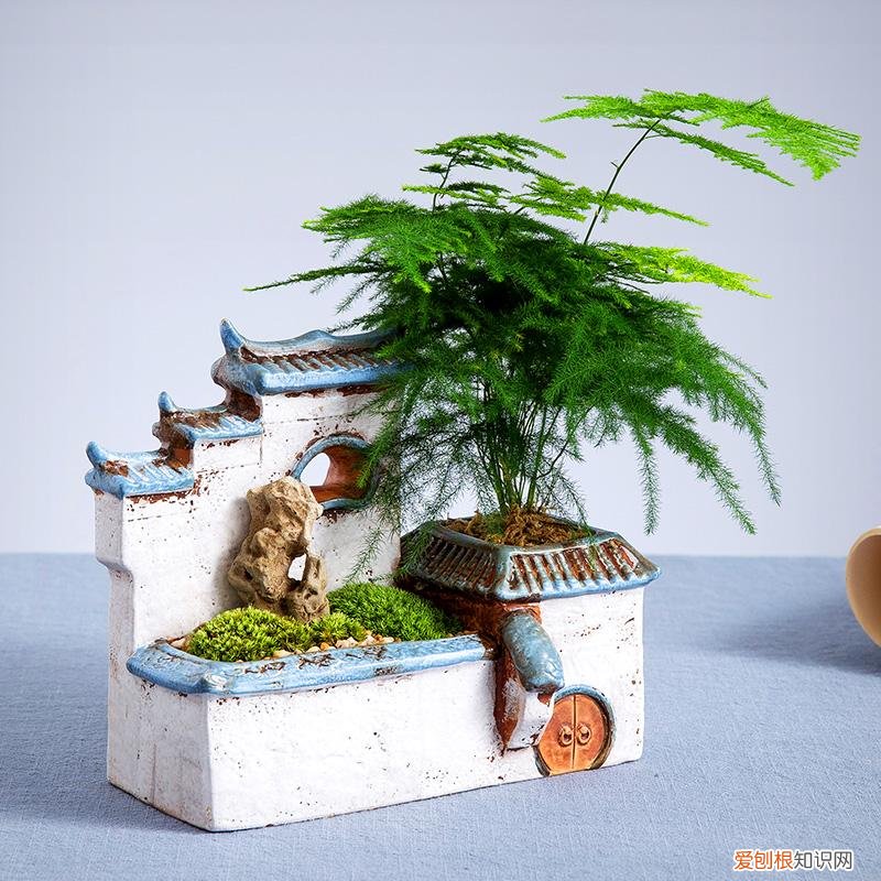 养花 花盆,7种“便宜花”,换个好花盆,立马变成“小盆景”,又美又值钱