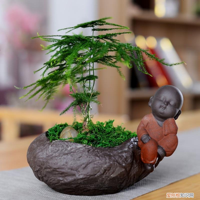 养花 花盆,7种“便宜花”,换个好花盆,立马变成“小盆景”,又美又值钱