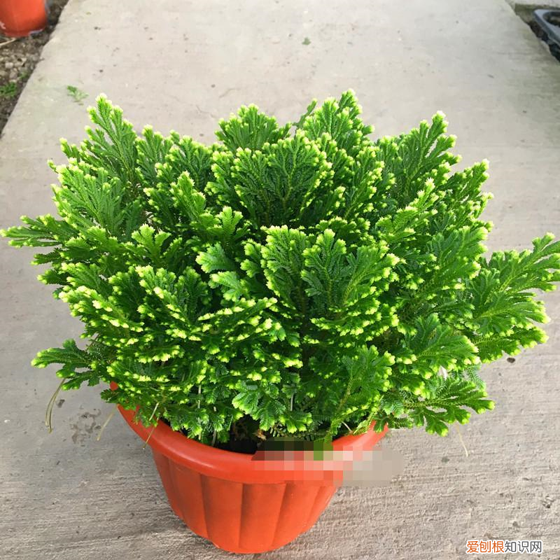 养花 花盆,7种“便宜花”,换个好花盆,立马变成“小盆景”,又美又值钱