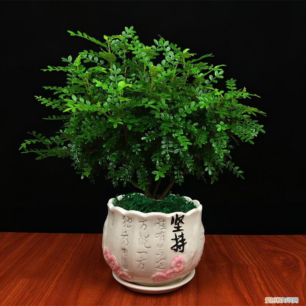 养花 花盆,7种“便宜花”,换个好花盆,立马变成“小盆景”,又美又值钱