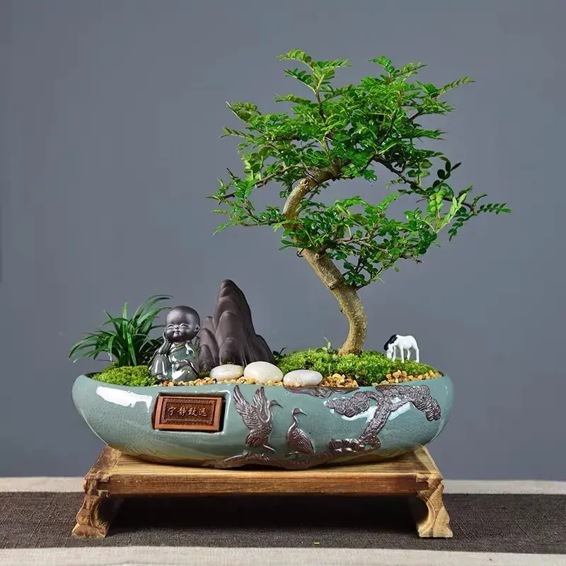 养花 花盆,7种“便宜花”,换个好花盆,立马变成“小盆景”,又美又值钱