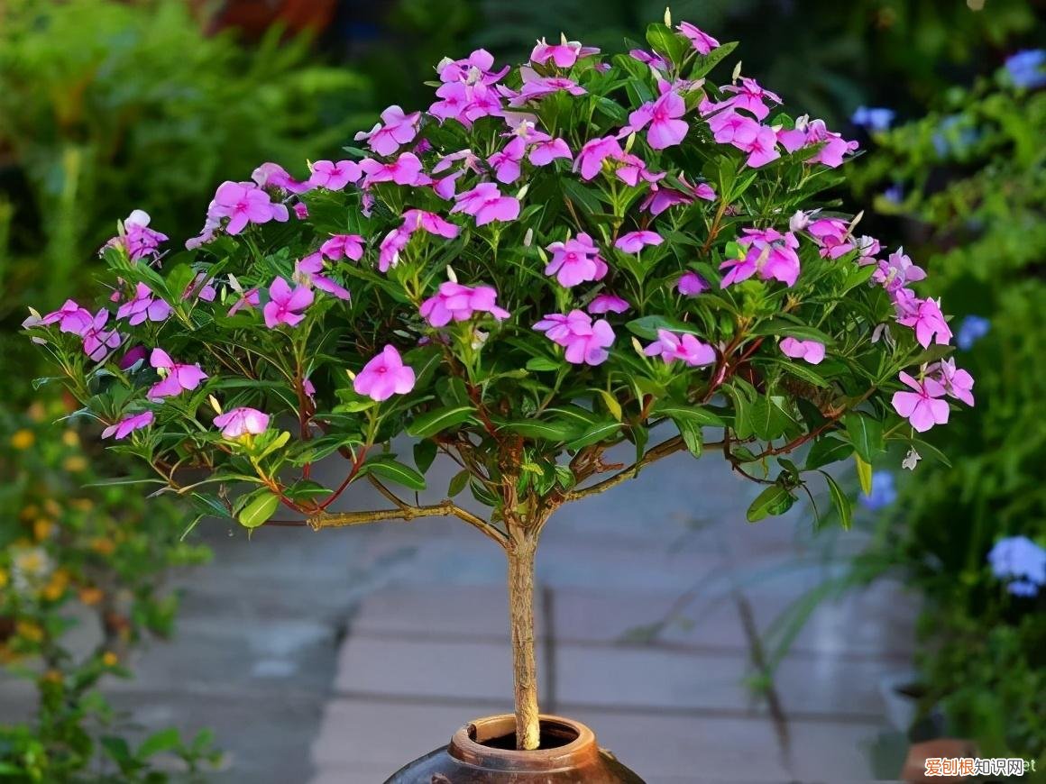 养花 花盆,7种“便宜花”,换个好花盆,立马变成“小盆景”,又美又值钱