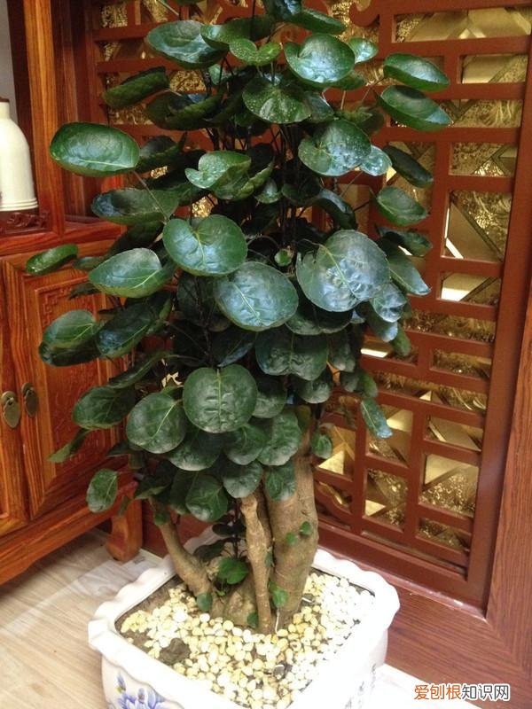 养花 花盆,7种“便宜花”,换个好花盆,立马变成“小盆景”,又美又值钱