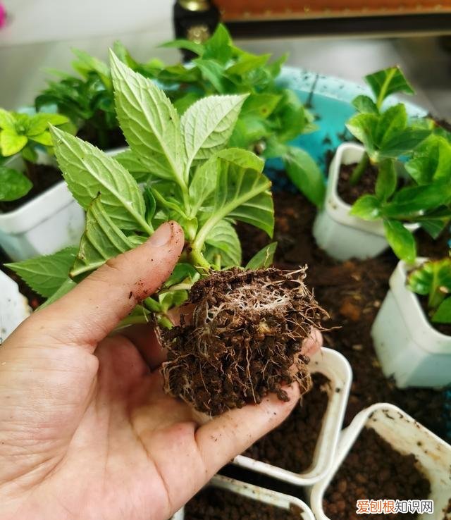 花如何修剪枝条，这样养花真省钱，“5种花”剪个枝，插盆里，养出多盆，旺盛漂亮