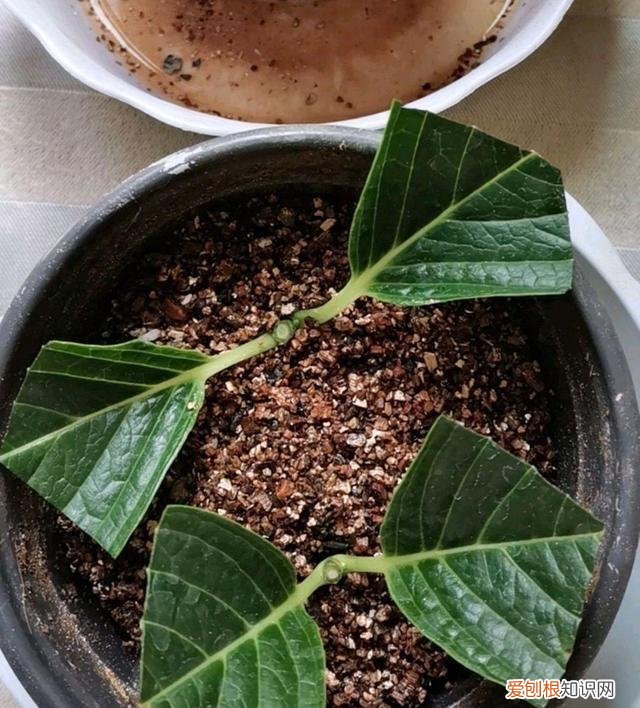 花如何修剪枝条，这样养花真省钱，“5种花”剪个枝，插盆里，养出多盆，旺盛漂亮