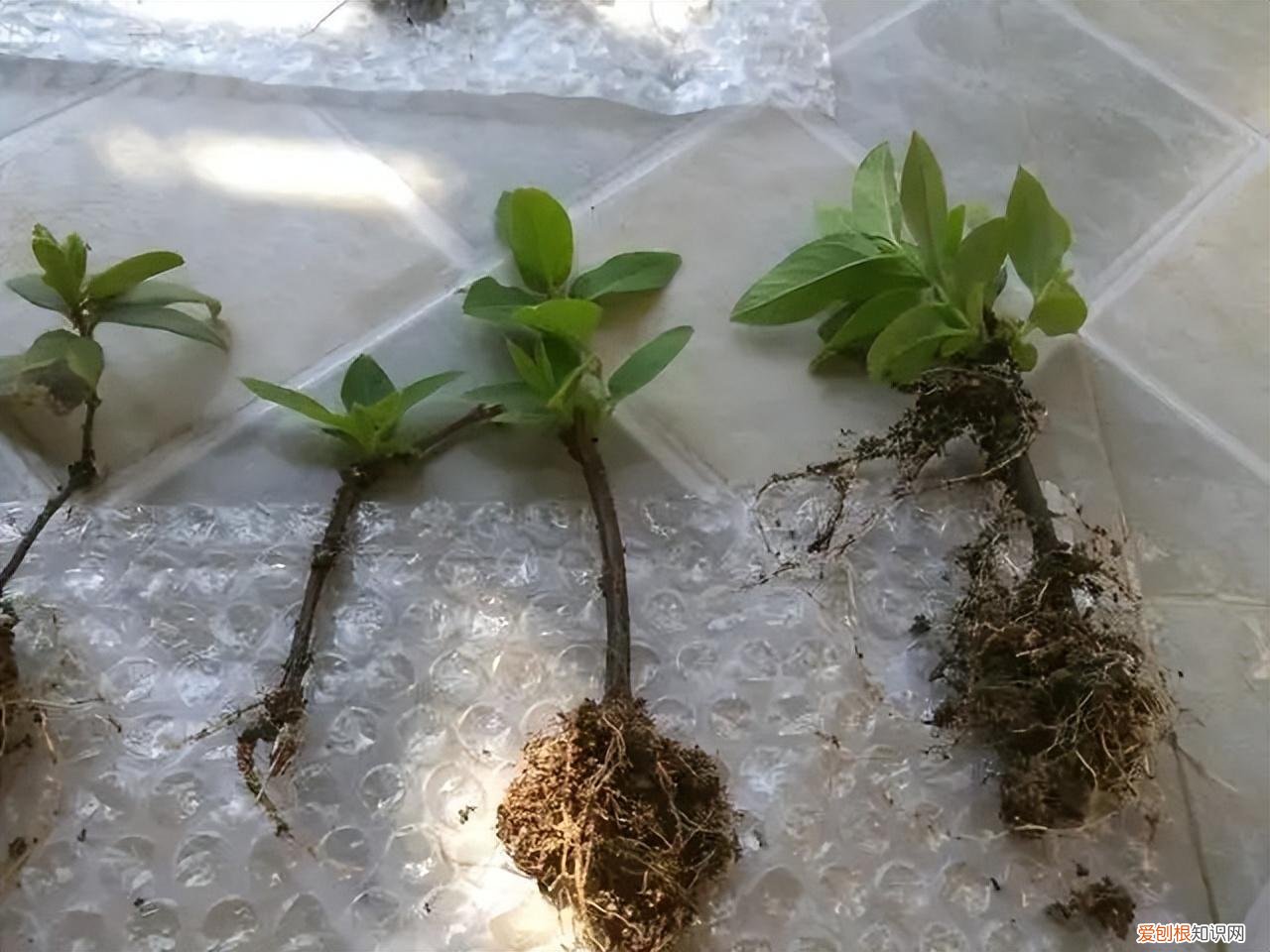 花如何修剪枝条，这样养花真省钱，“5种花”剪个枝，插盆里，养出多盆，旺盛漂亮