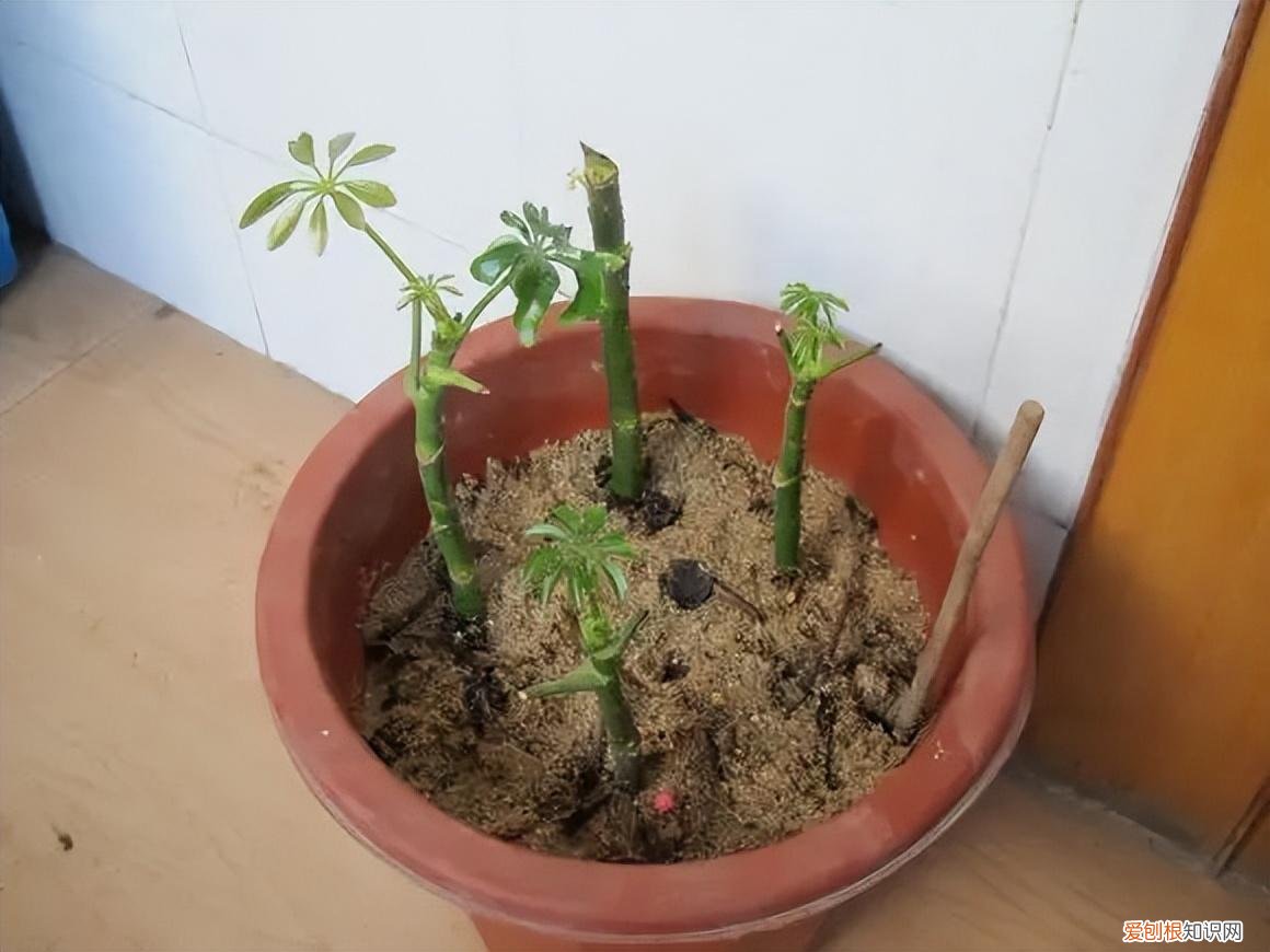 花如何修剪枝条，这样养花真省钱，“5种花”剪个枝，插盆里，养出多盆，旺盛漂亮
