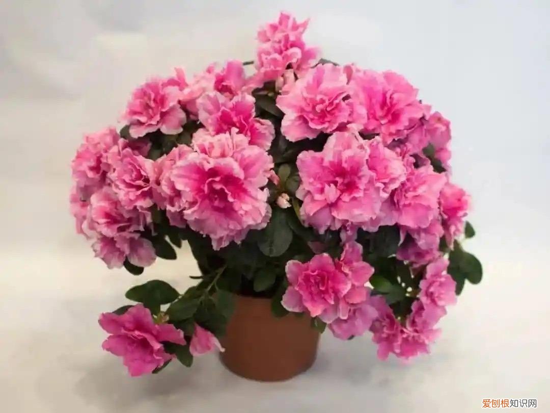 花如何修剪枝条，这样养花真省钱，“5种花”剪个枝，插盆里，养出多盆，旺盛漂亮