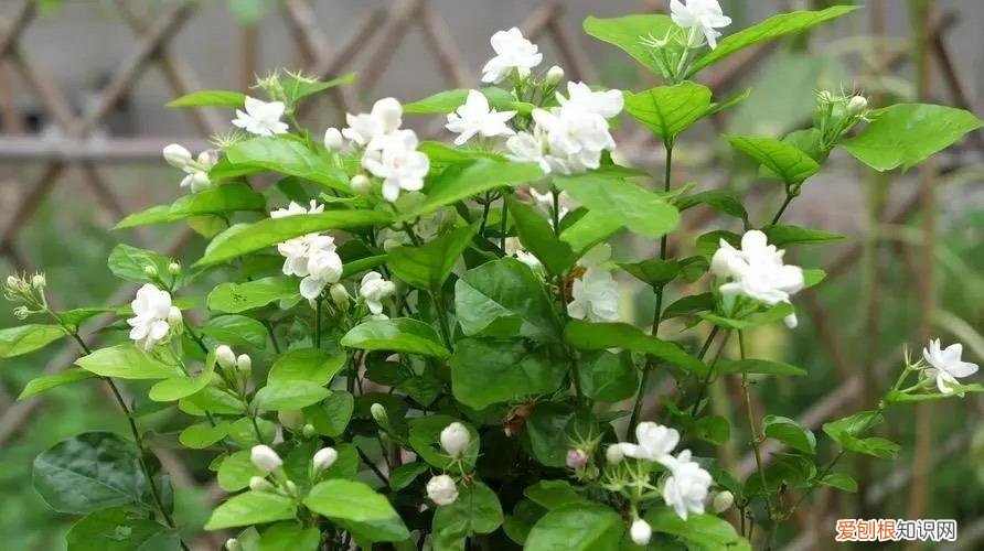 花如何修剪枝条，这样养花真省钱，“5种花”剪个枝，插盆里，养出多盆，旺盛漂亮