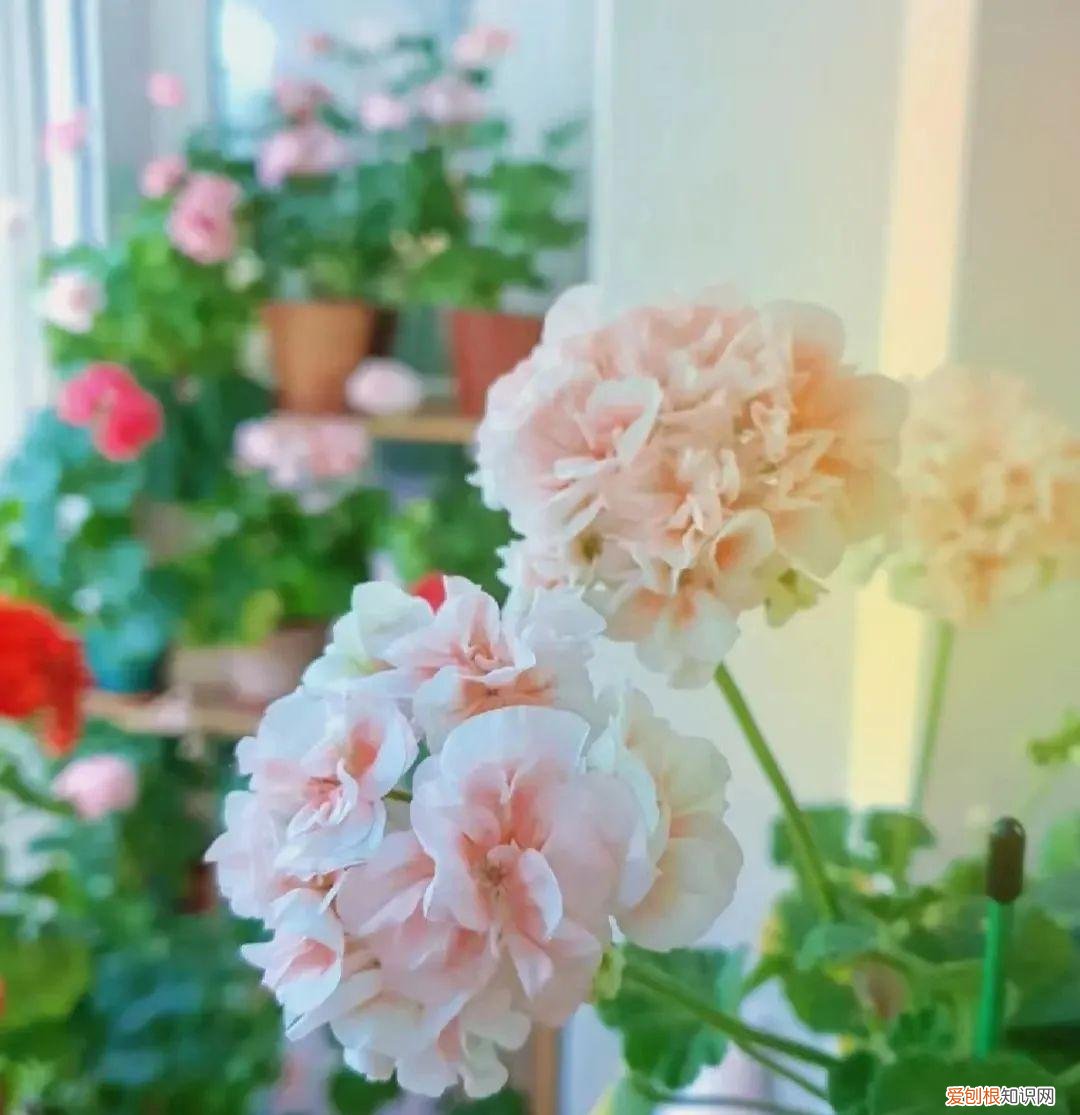 一年四季各季开什么花最好，一年四季该种什么花？超齐全的播种时间表，一篇讲清楚