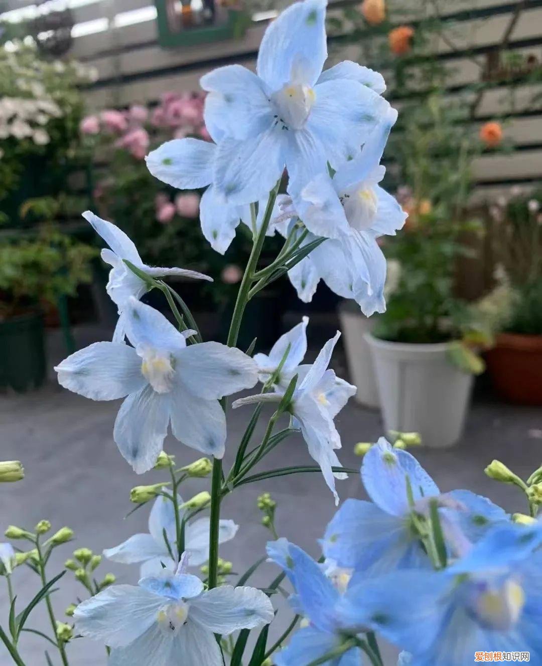 一年四季各季开什么花最好，一年四季该种什么花？超齐全的播种时间表，一篇讲清楚