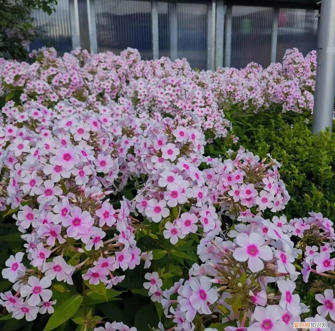 一年四季各季开什么花最好，一年四季该种什么花？超齐全的播种时间表，一篇讲清楚