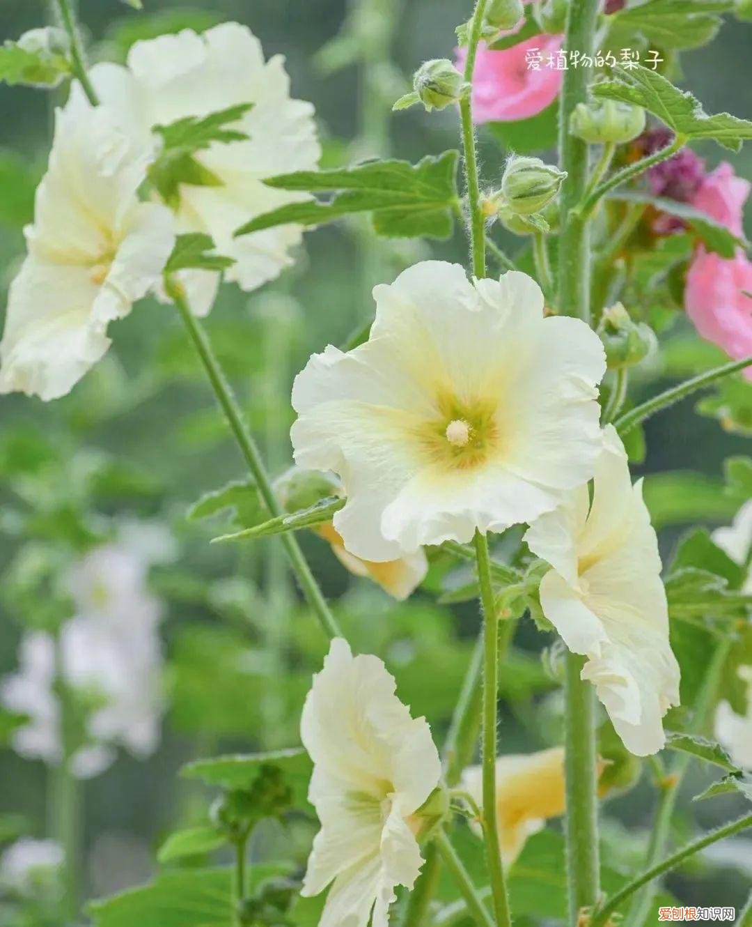 一年四季各季开什么花最好，一年四季该种什么花？超齐全的播种时间表，一篇讲清楚