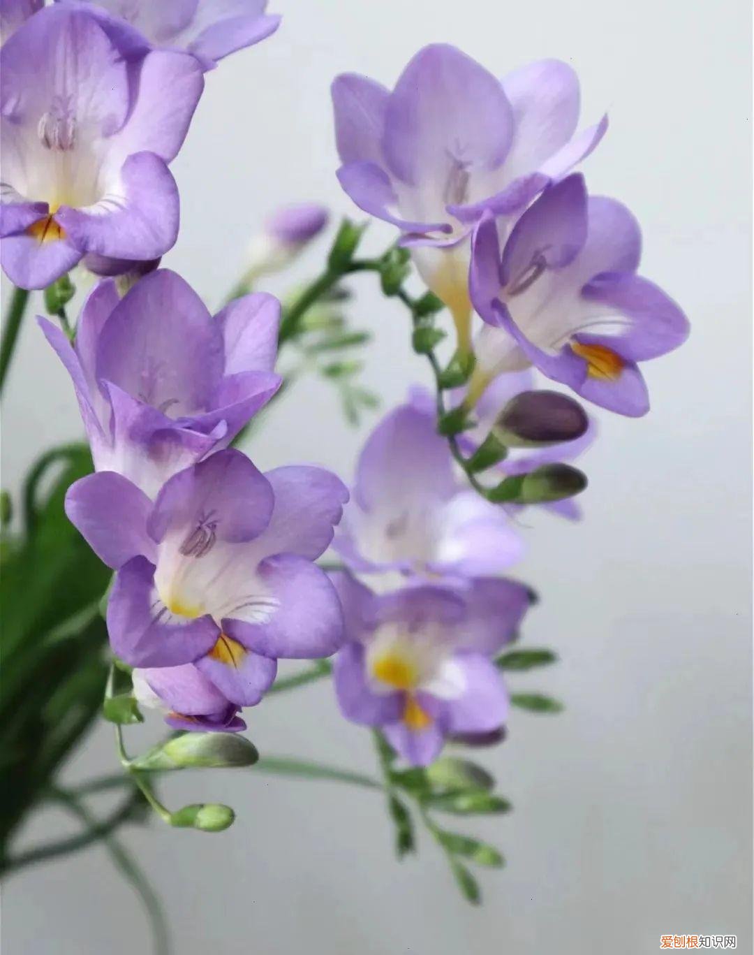 一年四季各季开什么花最好，一年四季该种什么花？超齐全的播种时间表，一篇讲清楚
