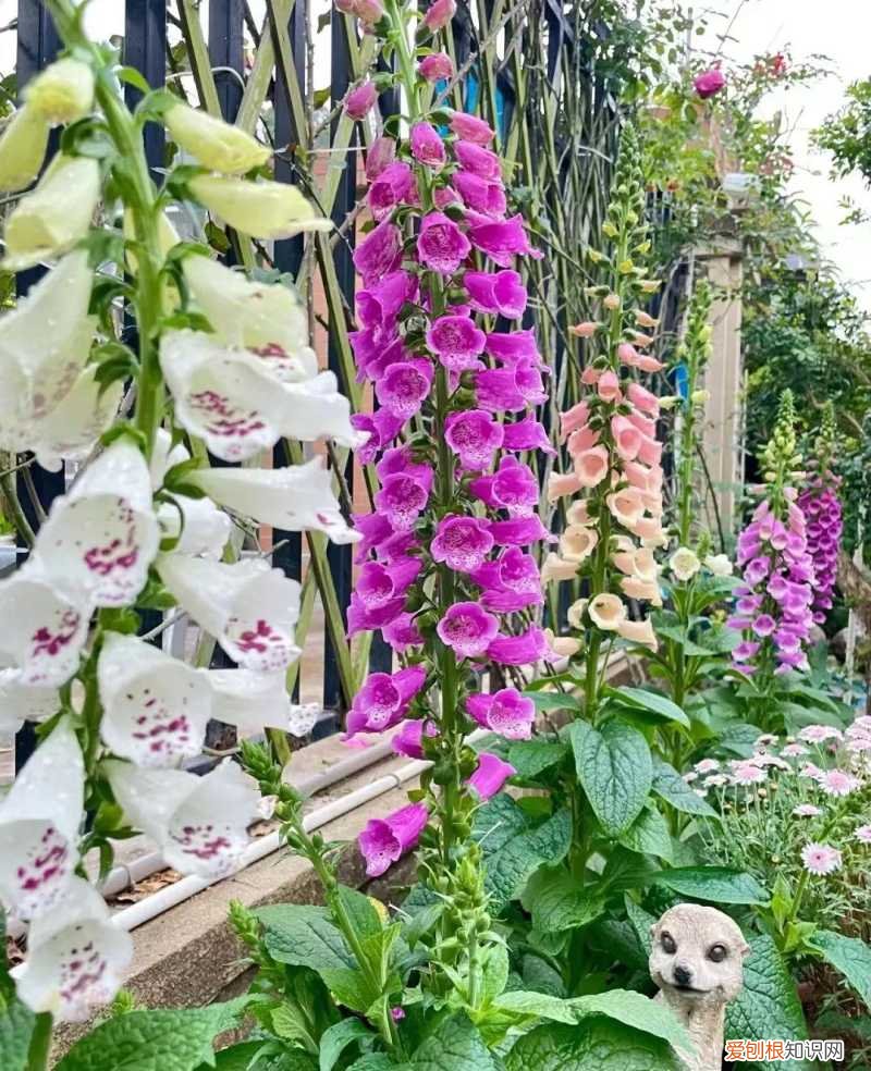 一年四季各季开什么花最好，一年四季该种什么花？超齐全的播种时间表，一篇讲清楚