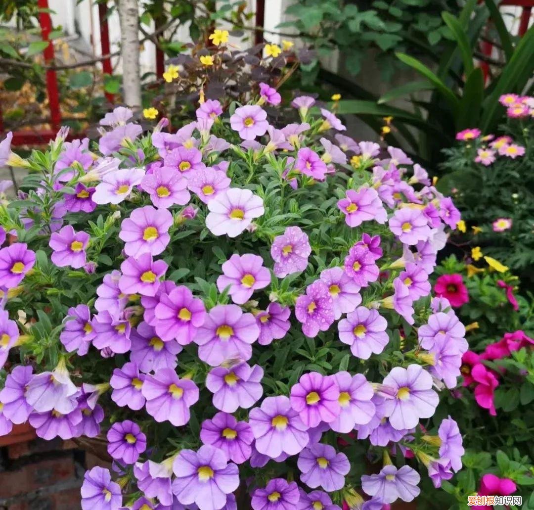 一年四季各季开什么花最好，一年四季该种什么花？超齐全的播种时间表，一篇讲清楚
